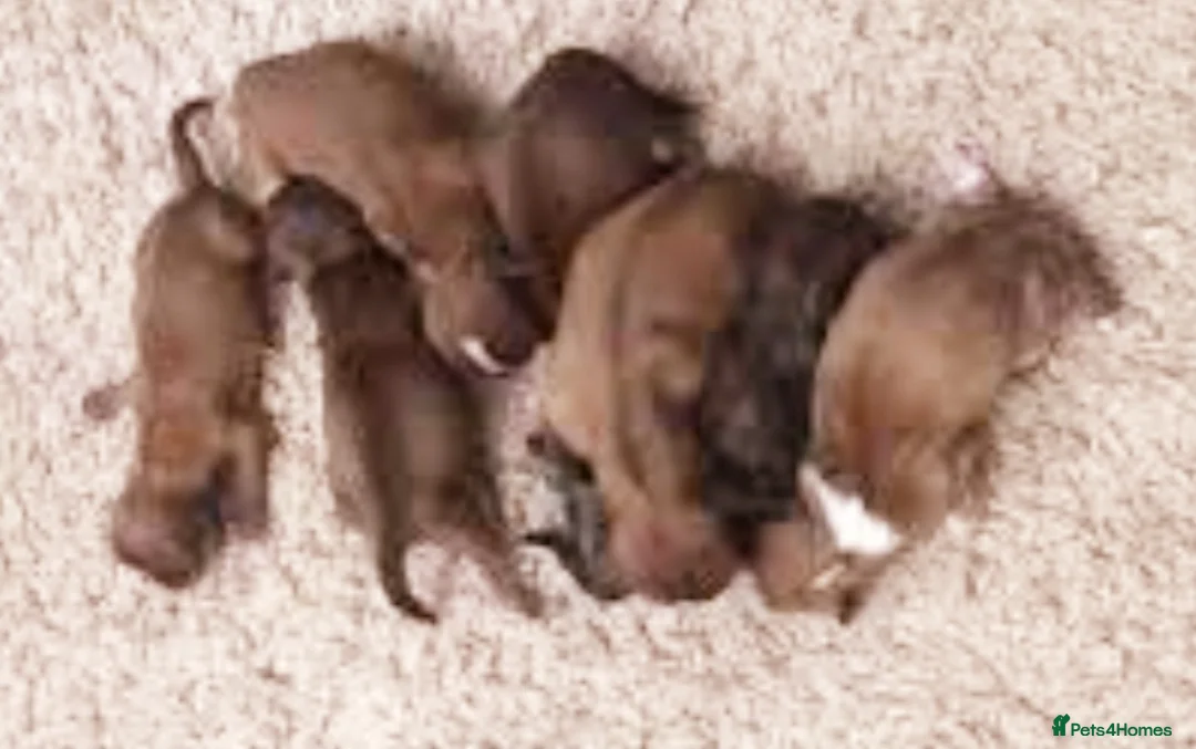 Shih Tzu dogs for stud: KC Karashishi Imperial Chocolate/Lavender Stud in Derby - Advert 16