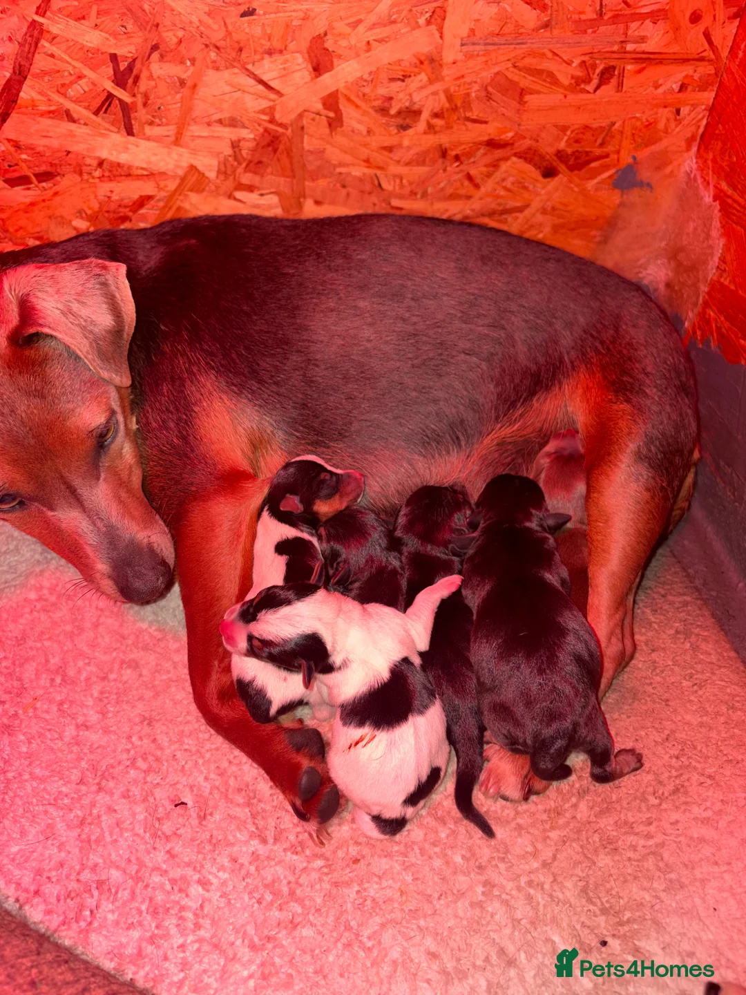 Jack Russell dogs for sale: Jack Russell  - Advert 1