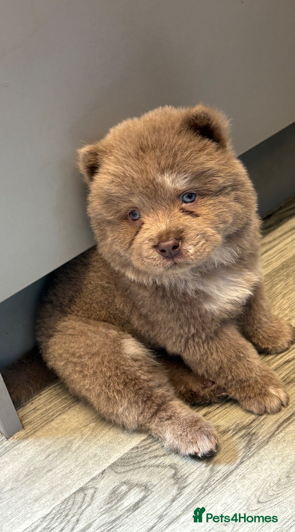 Chow Chow dogs Last beautiful lilac boy ready to leave   - Advert 8