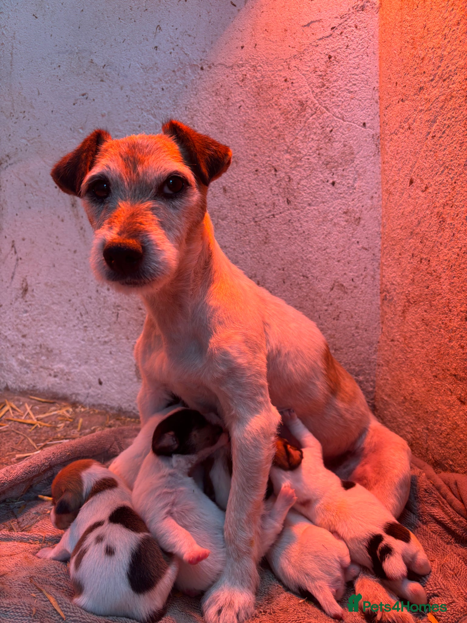 Jack Russell dogs Beautiful litter of jack Russell’s  - Advert 1