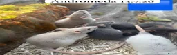 Rat rodents for sale: Baby full size and dwarf rats for sale Sheffield - Advert 24