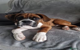Boxer dogs for stud: Full pedigree boxer dog for stud  in Runcorn - Image 2