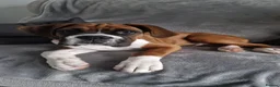 Boxer dogs for stud: Full pedigree boxer dog for stud  - Advert 8