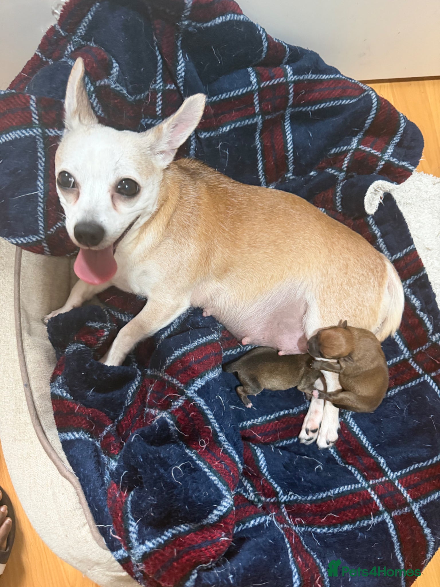 Mixed Breed dogs One boy one girl - Advert 2