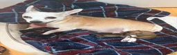 Mixed Breed dogs for sale: One boy one girl - Advert 1