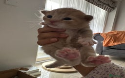 Domestic Shorthair cats for sale: 6 ginger kittens for sale - Image 9