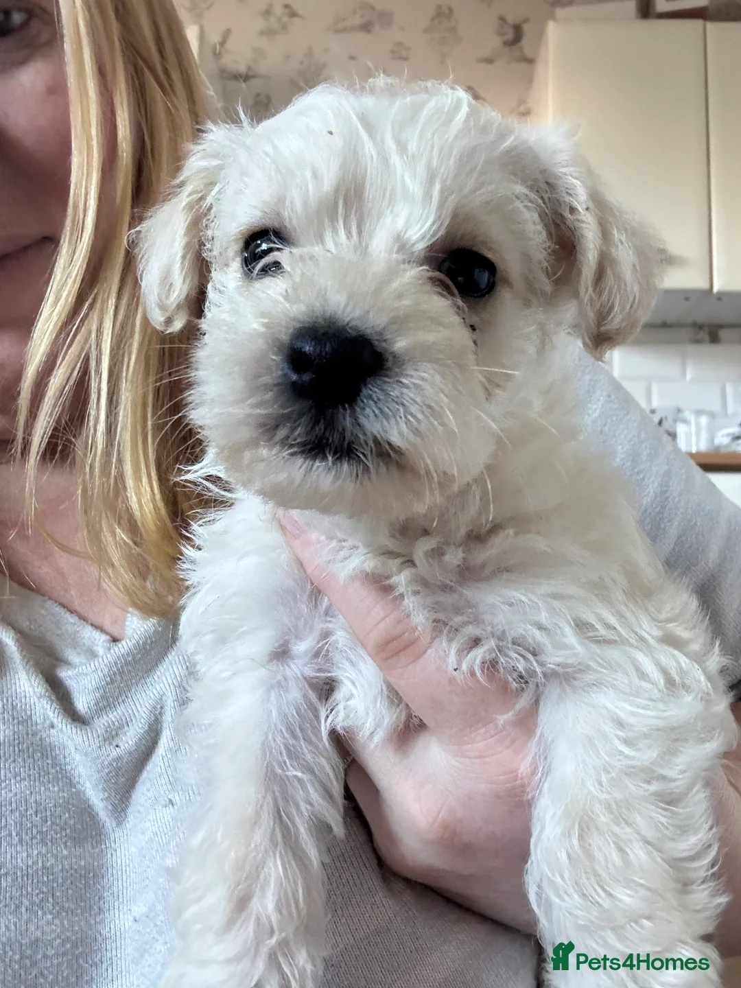 Westiepoo dogs for sale: Westiepoos in Chester-le-Street - Advert 7