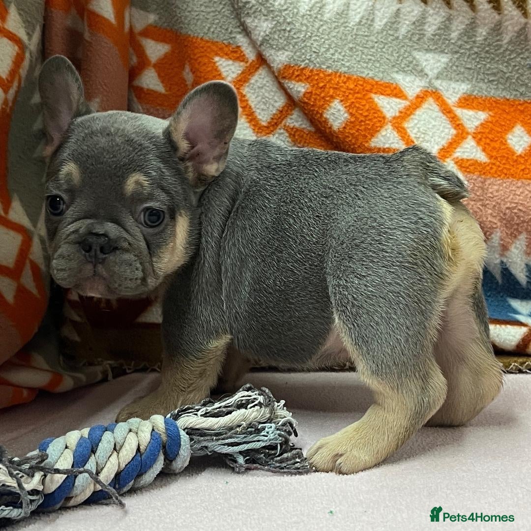 French Bulldog dogs Beautiful tiny wrinkles French Bulldogs for sale - Advert 13