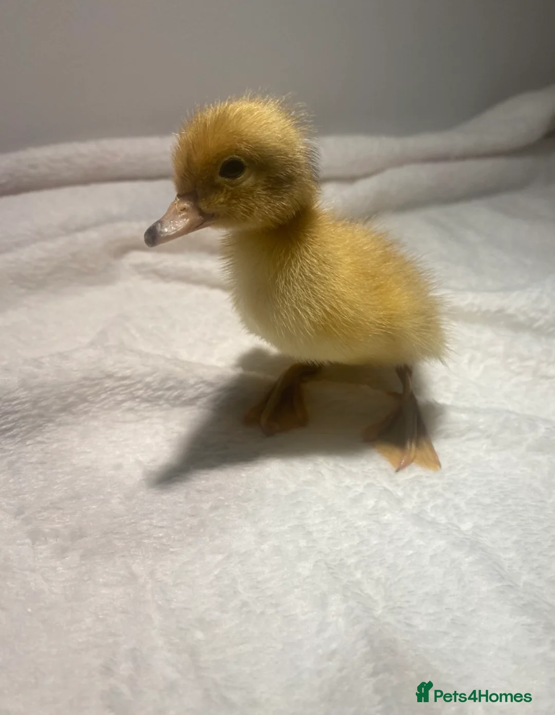 Ducks poultry for sale: 2 Welsh Harlequin Ducklings - Ready Now - Advert 1