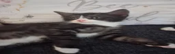 Mixed Breed cats for sale: Five beautiful kittens looking for a new home  - Advert 9