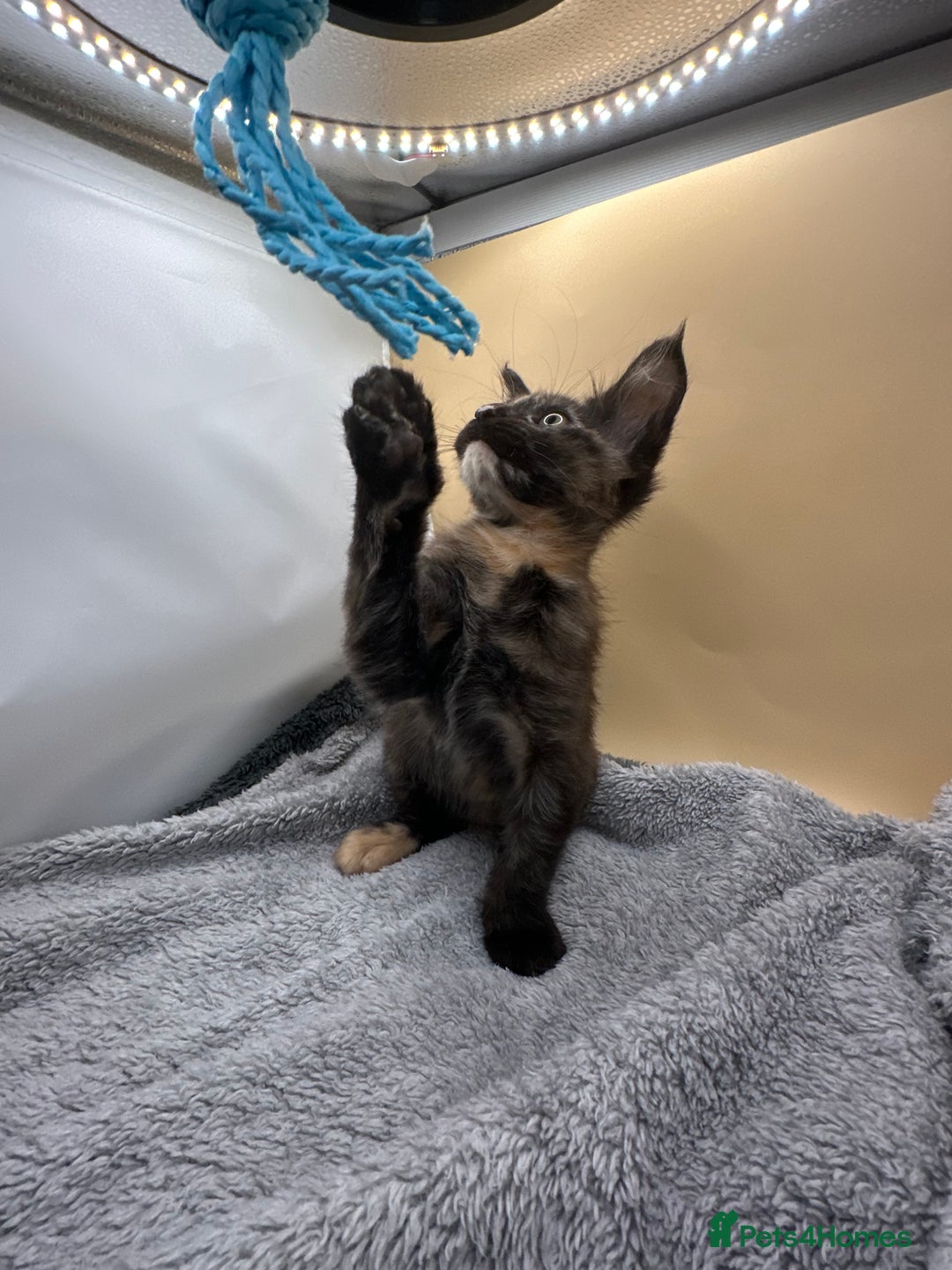 Maine Coon cats for sale: Xl mainecoon kittens full breed non reg  - Image 2