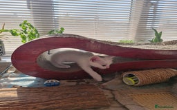 Siamese cats for sale: Siamese /balinese cross kittens - Image 21