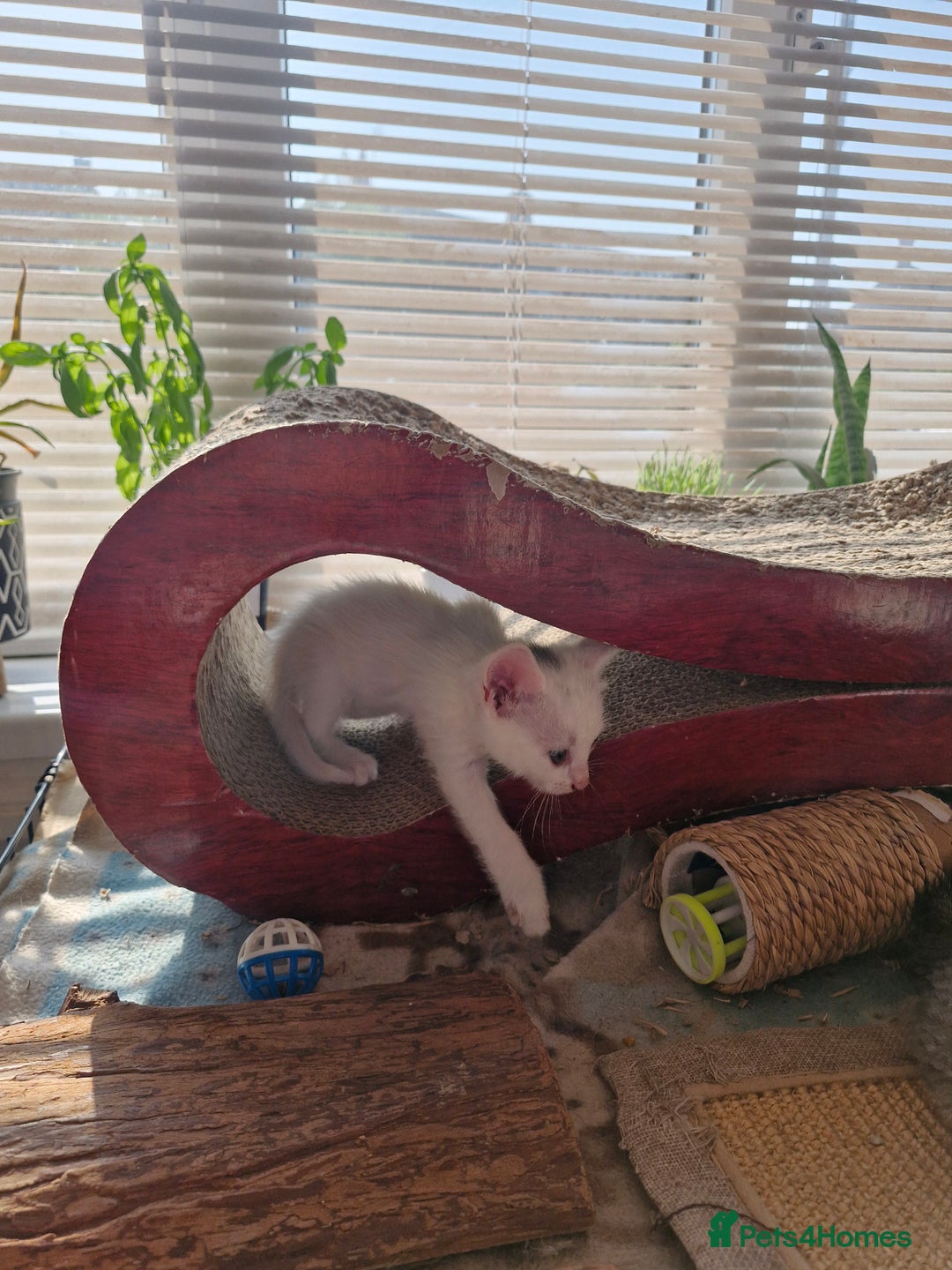 Siamese cats for sale: Siamese /balinese cross kittens - Image 21