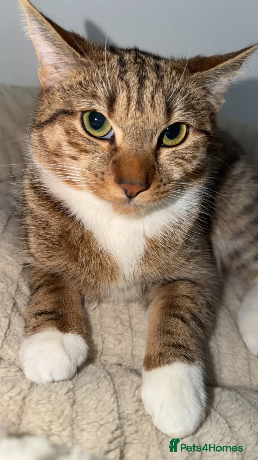 Mixed Breed cats for sale: Bengal X Tabby in Rochdale - Advert 2