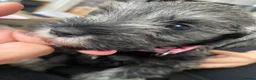 Miniature Schnauzer dogs for sale:  Miniature Schnauzer Puppies – Ready from 25th May - Advert 22