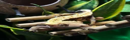 Gecko reptiles for sale: Crested Gecko & Full set up  - Advert 1