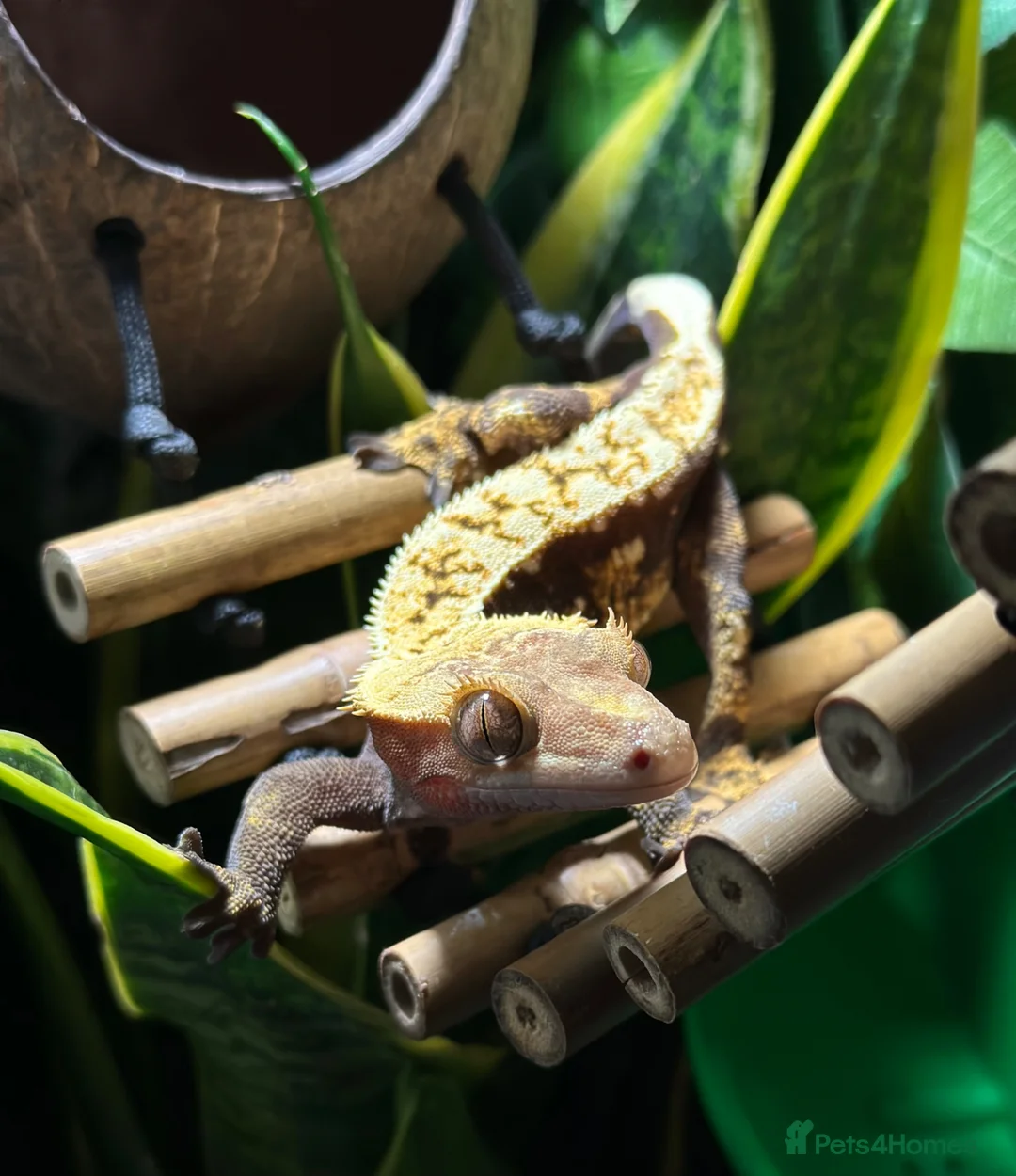 Gecko reptiles for sale: Crested Gecko & Full set up  - Advert 1