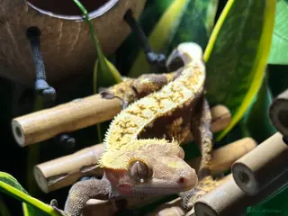 Gecko reptiles Crested Gecko & Full set up - Advert 1