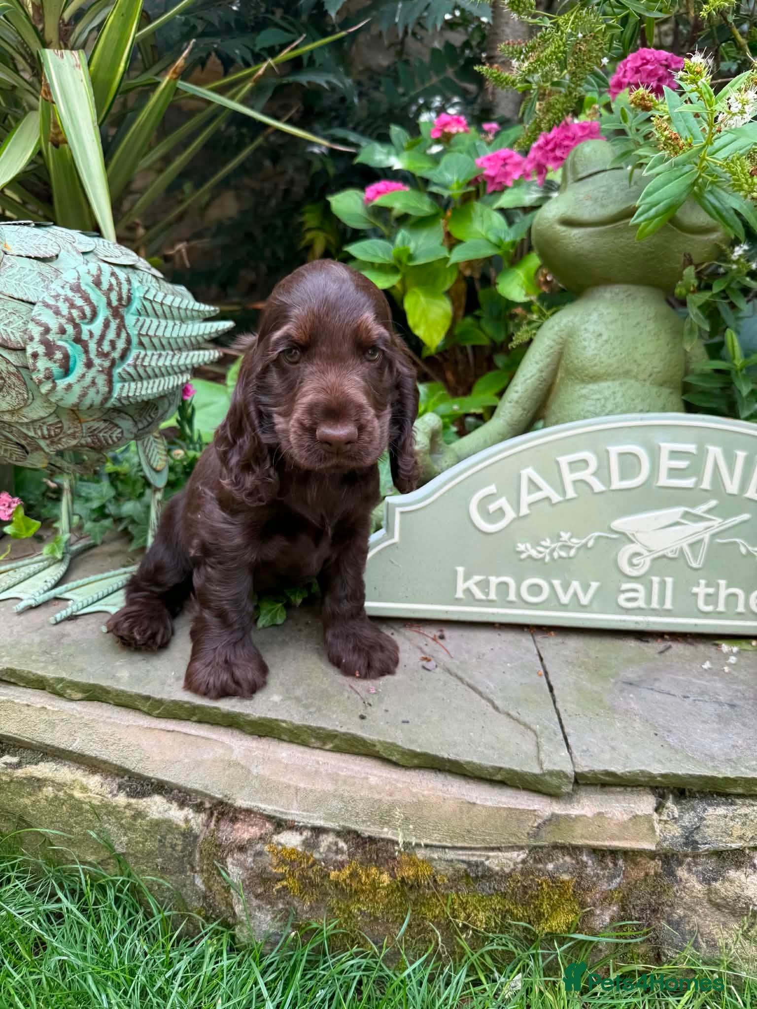 Cocker Spaniel dogs OUTSTANDING READY NOW KC SHOW COCKERS  - Advert 2