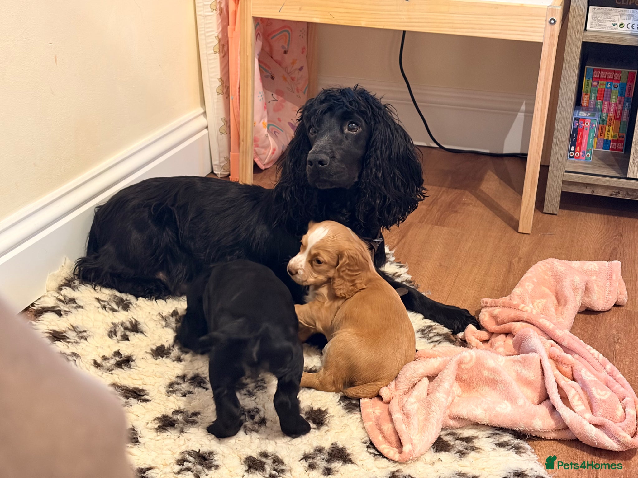 Cocker Spaniel dogs Gold bitch pup - Advert 1
