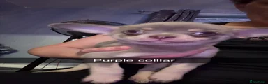 Chihuahua 3