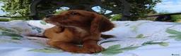Cockalier dogs for sale: Ruby red cockalier puppies  - Advert 8
