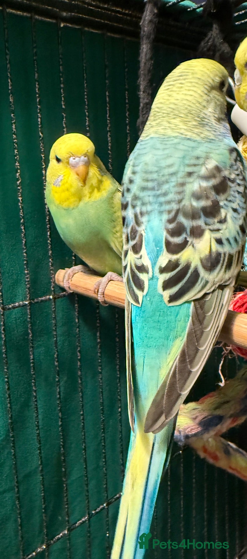 Budgerigars birds Young Budgies 8 to 10 Weeks Old Available Males - Advert 1
