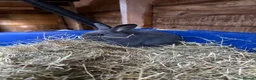 Mixed Breed rabbits for sale: 7 Baby Rabbits Looking for Their Forever Home - Advert 2
