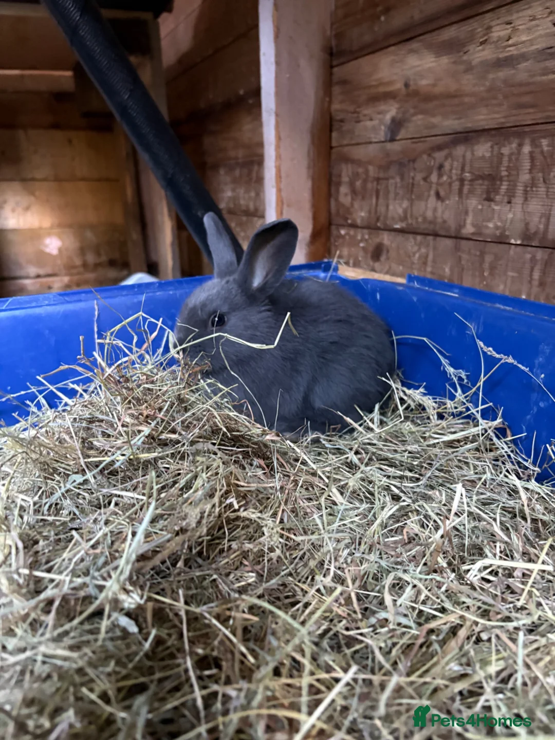 Mixed Breed rabbits for sale: 7 Baby Rabbits Looking for Their Forever Home - Advert 2