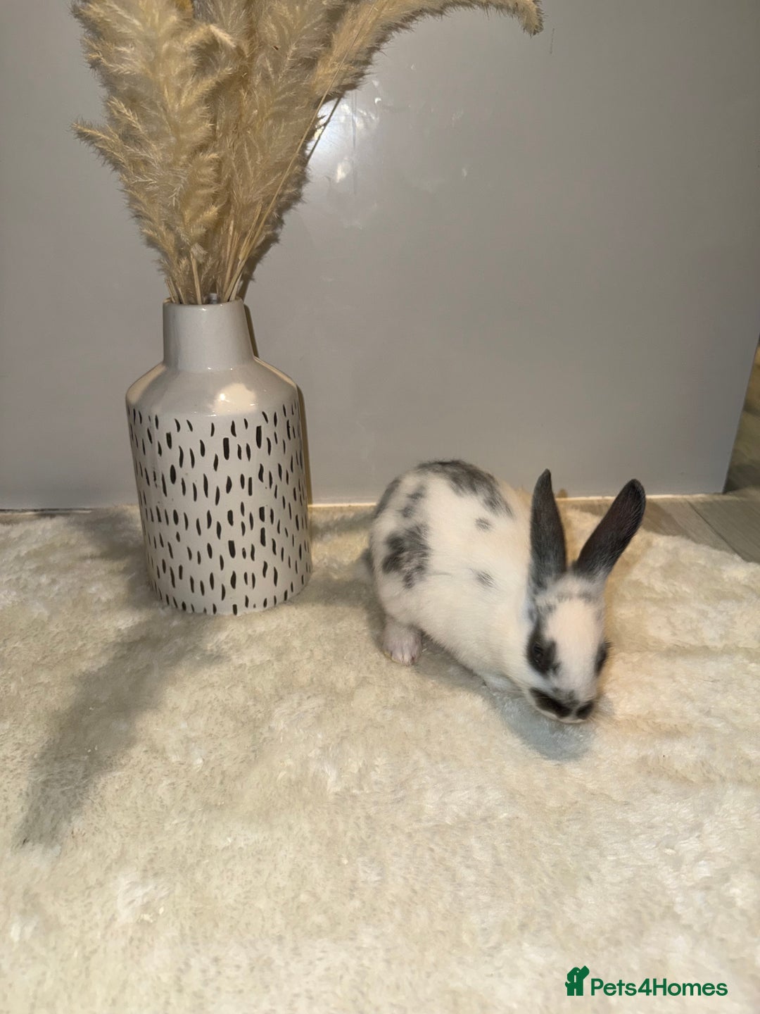 Mixed Breed rabbits for sale: Mixed Mini Rex breed  - Advert 6
