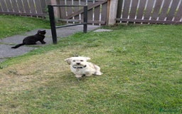 Shorkie dogs for sale: Shorkie Girl Looking For Her New Adventure - Image 5