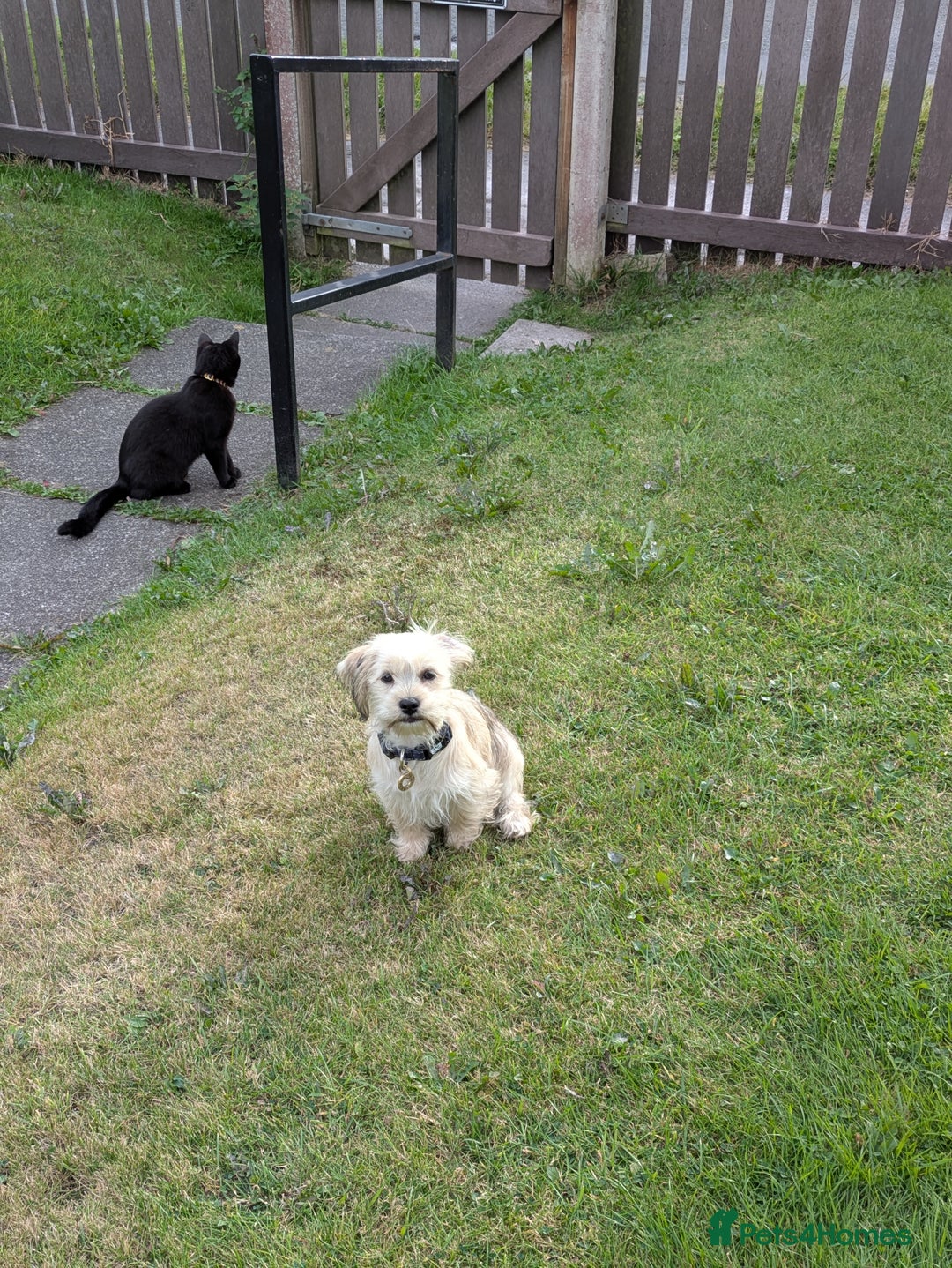 Shorkie dogs for sale: Shorkie Girl Looking For Her New Adventure - Image 5