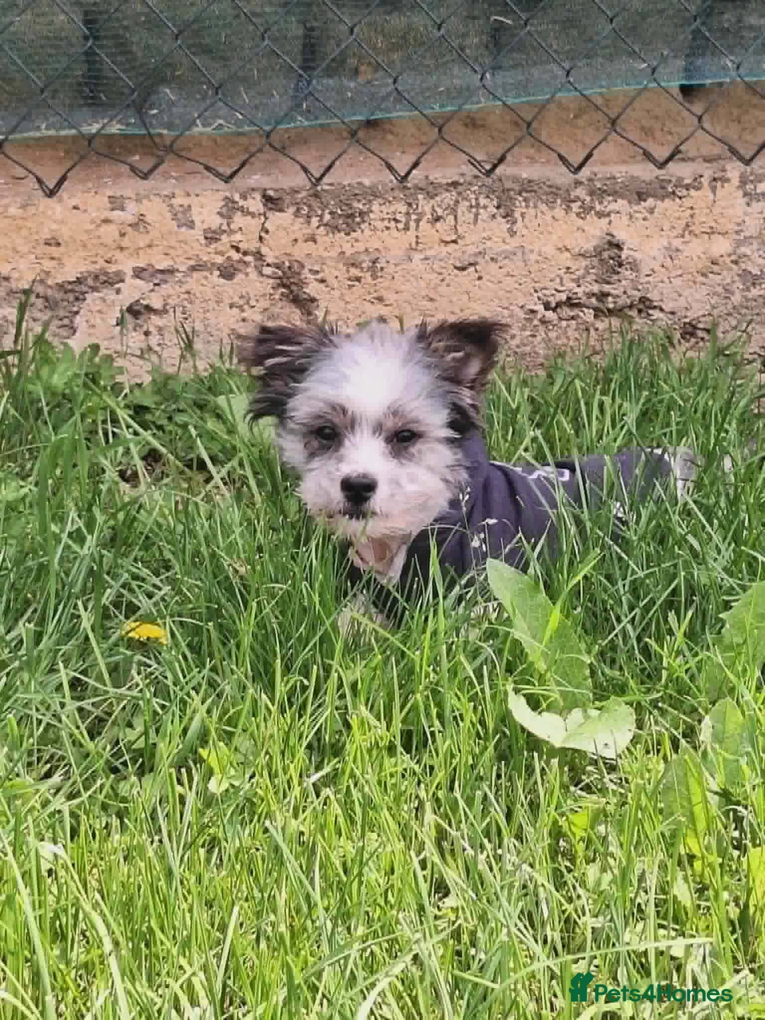 Mixed Breed dogs for adoption: Scruffy for adoption in Cirencester - Advert 2