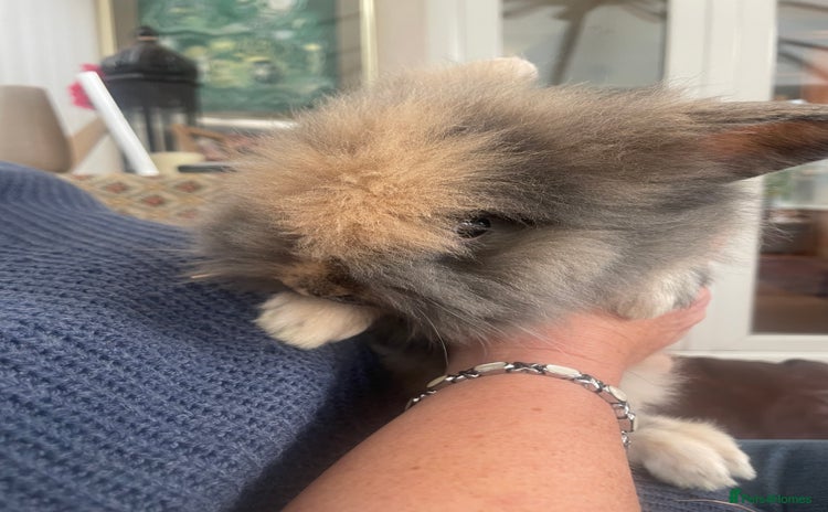Lionhead rabbits - Advert 16