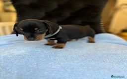 Dachshund dogs for sale: Beautiful silver dapple mini dachshund puppies! 🐾 - Image 4