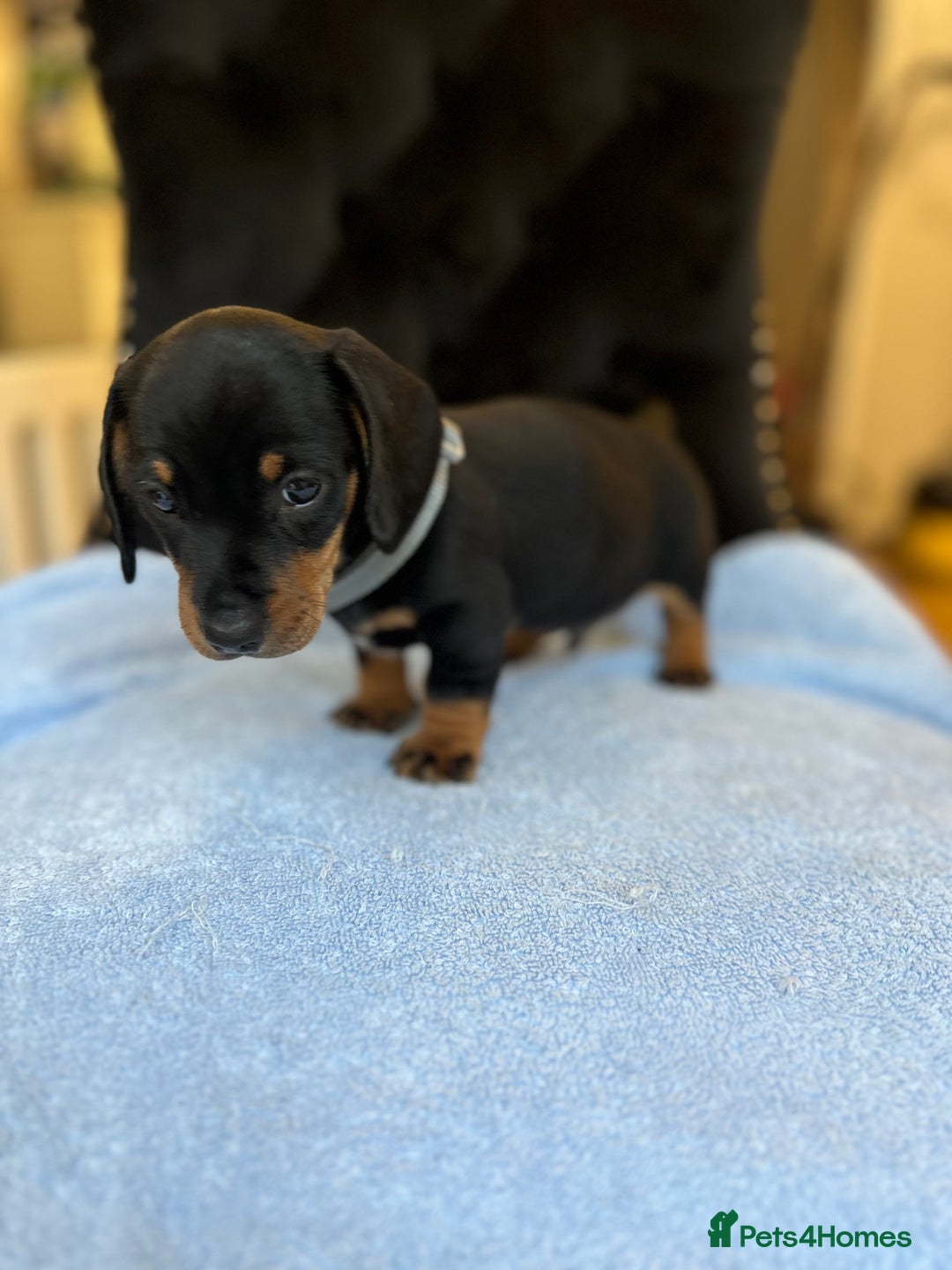 Dachshund dogs for sale: Beautiful silver dapple mini dachshund puppies! 🐾 - Image 4