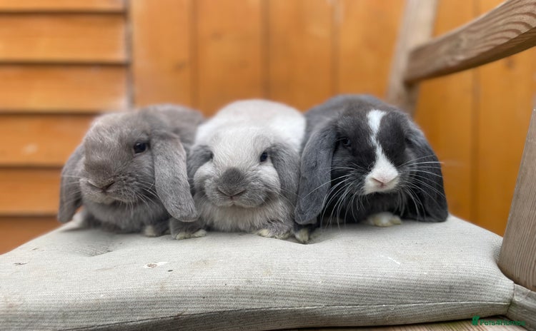 Mini Lop rabbits - Advert 13