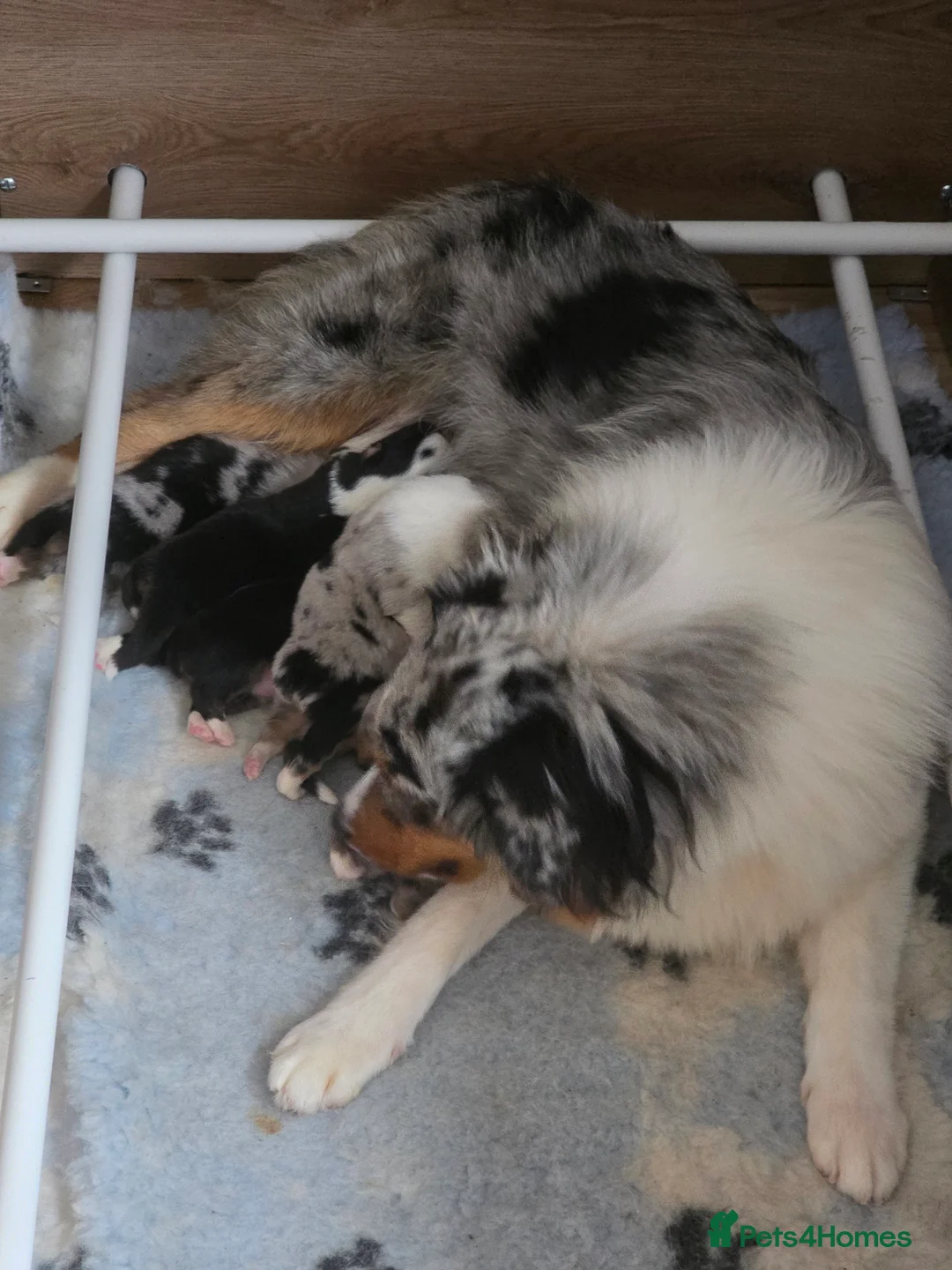 Australian Shepherd dogs for stud: Proven Australian Shepherd Stud - Advert 5