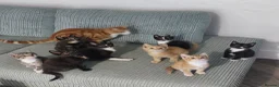 Mixed Breed cats for sale: Kittens in Truro - Advert 3
