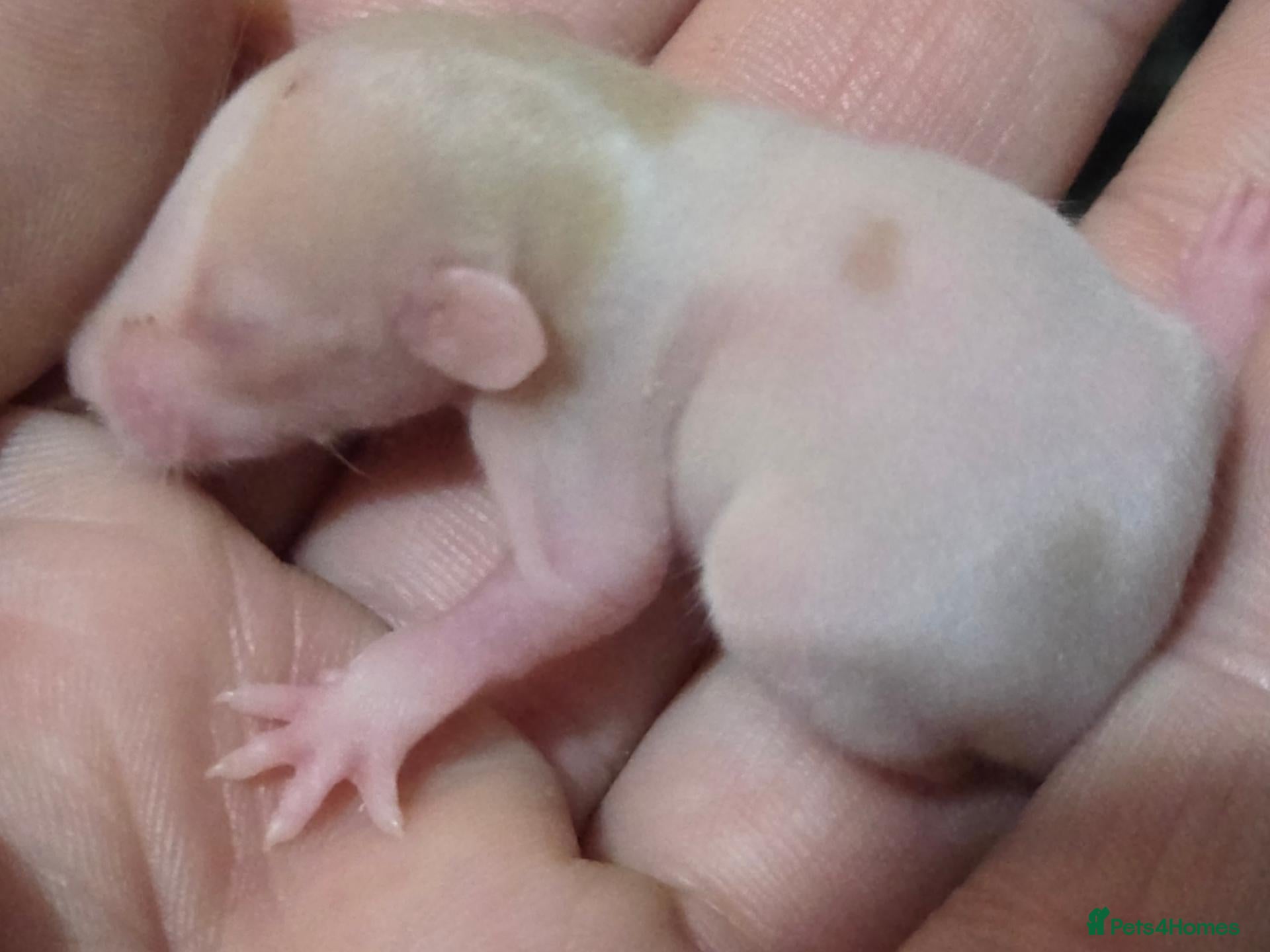 Rat rodents Dumbos and fancy rats sometimes balds.  - Advert 2