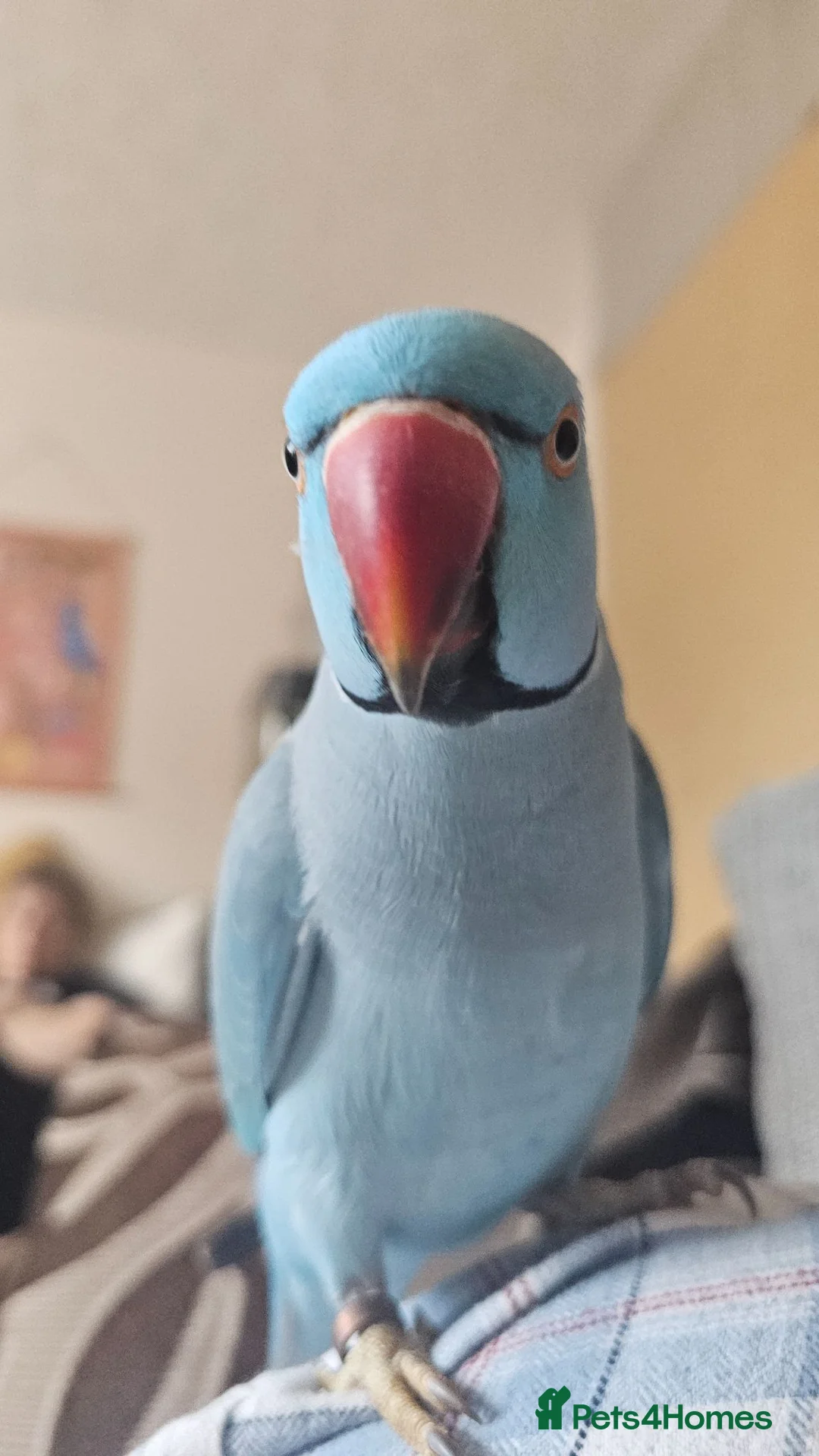 Ringnecks birds for sale: Blue Indian Ringneck + Cage in Shrewsbury - Advert 1