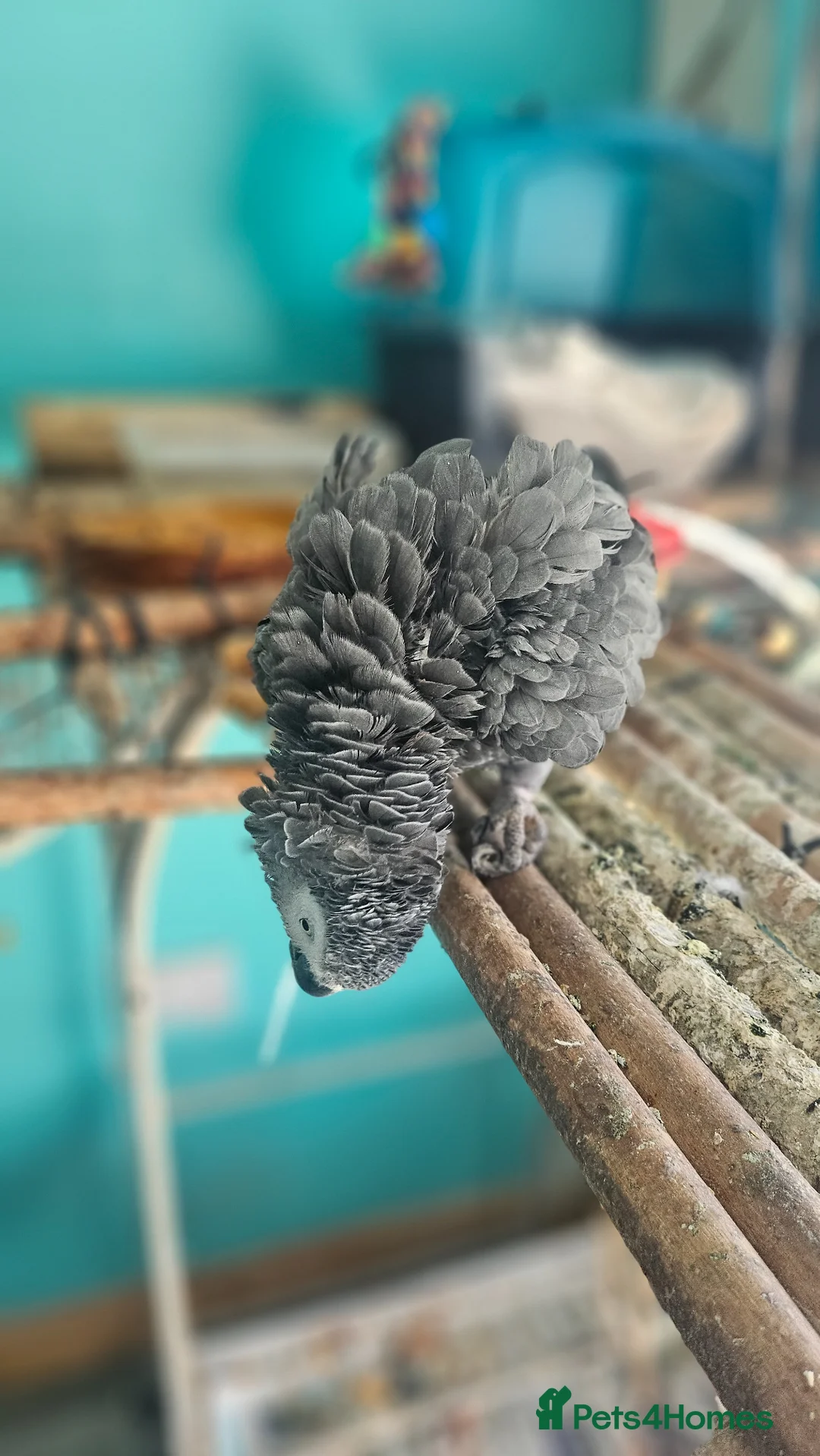 Parrots birds for sale: African Grey  - Advert 6