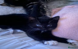 Mixed Breed cats for sale: 2 girls left and ready for new home today  in Mansfield - Image 4