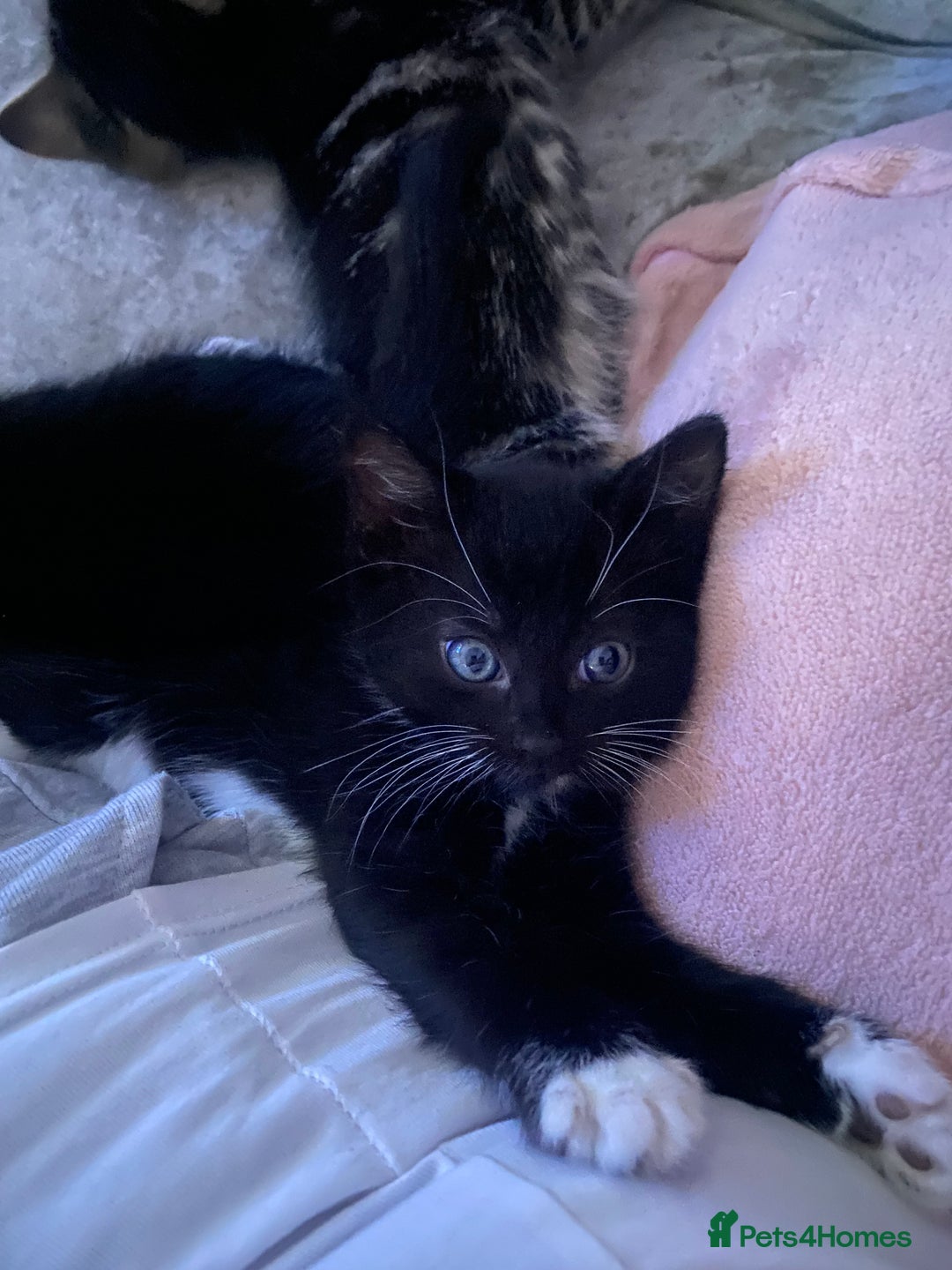 Mixed Breed cats for sale: 2 girls left and ready for new home today  in Mansfield - Image 4