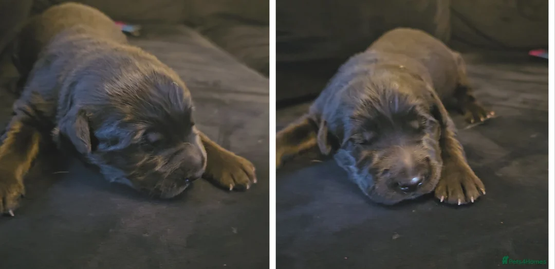 Mixed Breed dogs for sale: Golden Shepherd pup - Advert 11