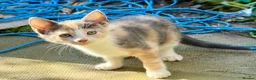 Mixed Breed cats for sale: Gorgeous kittens - Advert 24