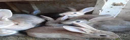 Mixed Breed rabbits for sale: Mixed rabbits - Advert 5
