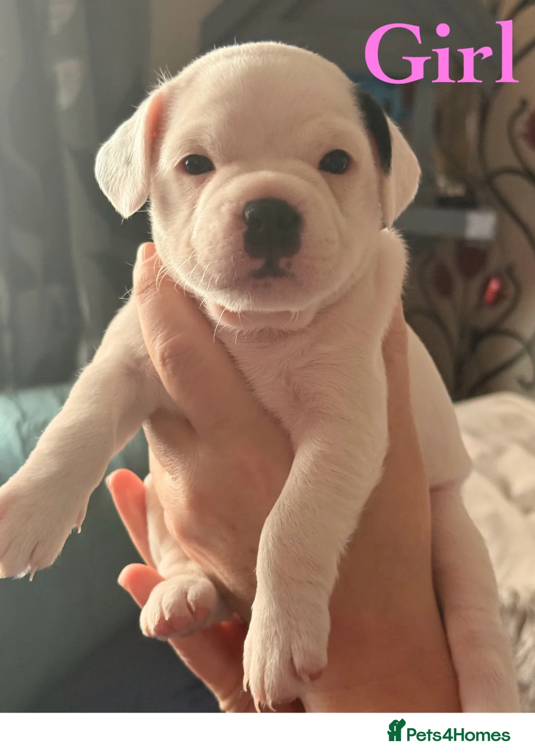 Mixed Breed dogs for sale: Frug/jack Russel puppies for sale  in Wolverhampton - Advert 2