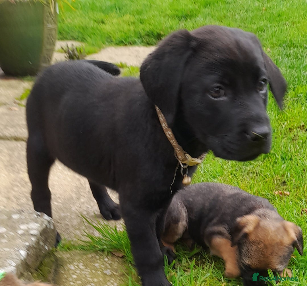 Labrador Retriever dogs for sale: Black labrador puppy - Image 3