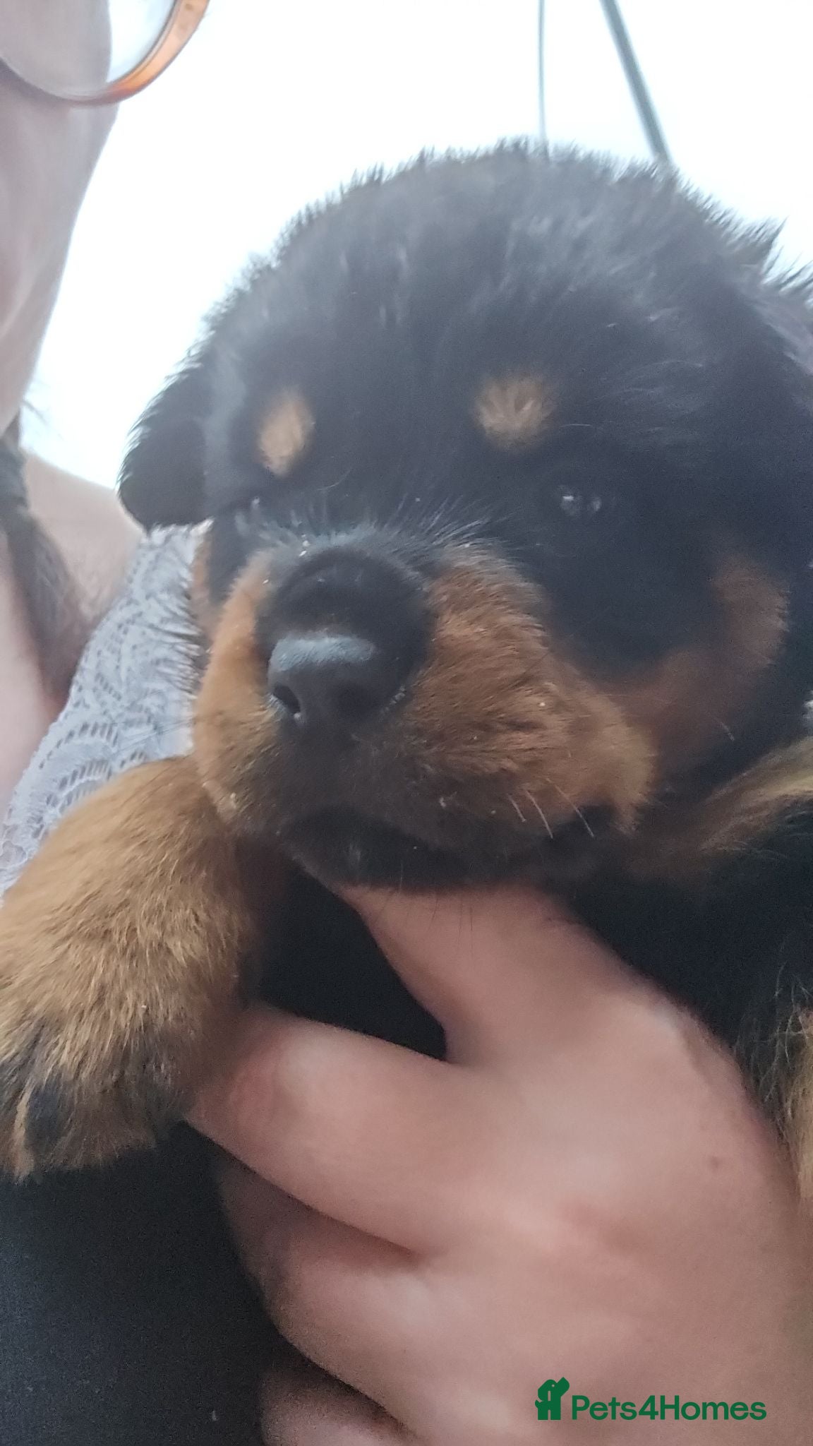 Rottweiler dogs Last male rottweiler pup need forever homes - Advert 1